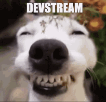 Devstream Devstream Dog GIF - Devstream Devstream Dog Devdog GIFs