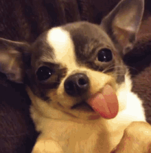 Keranlip Anqi GIF - Keranlip Anqi Chihuahua GIFs