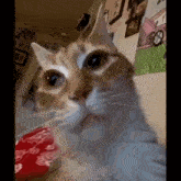 a close up of a cat looking at the camera with a box in the background that says coca cola on it
