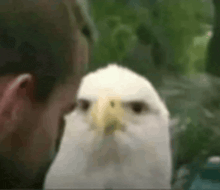 a close up of a bald eagle looking at a man .