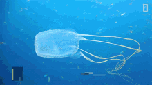 box jellyfish national geographic dangerous float ocean