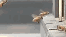 Bees Explosion GIF - Bees Explosion Fly GIFs