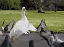 pigeons swan