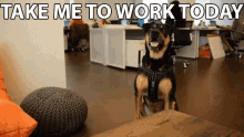 Dog Friendly Office GIF