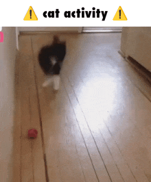 Cat Cat Activity GIF