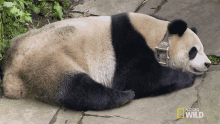 Sleeping Nat Geo Wild GIF - Sleeping Nat Geo Wild National Panda Day GIFs
