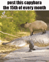 a capybara is standing on top of an alligator