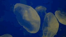 Jellyfish Can Be Relaxing GIF - Jellyfish Aquarium Jellies GIFs