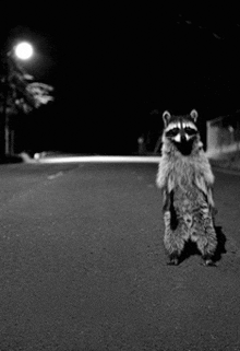 a raccoon is standing on its hind legs in the middle of a street at night