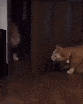 Silly Cat Memes GIF