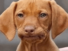 a close up of a brown puppy with a funny face .