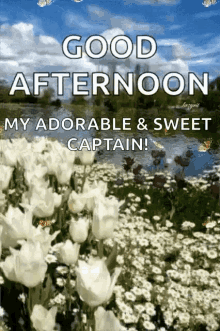 Good Afternoon Greetings GIF - Good Afternoon Greetings Flowers GIFs