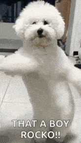 Dog Dance GIF - Dog Dance GIFs