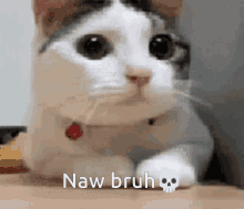 Naw Bruh Funny Memes GIF - Naw Bruh Funny Memes Cat GIFs