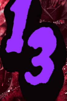 a purple number 13 on a black background with red roses