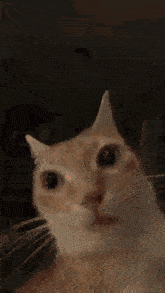 Cat Stewert GIF - Cat Stewert Rage GIFs