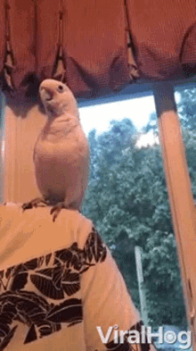 bird parrot talking imitate mimic