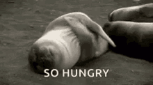 im hungry seal sea lion craving i want to eat