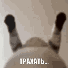 a cat is laying on its back with its legs up in the air and a russian language .