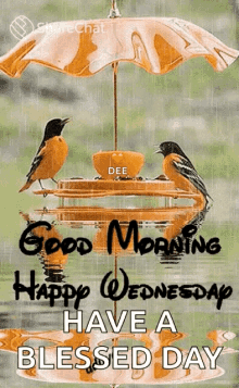 good morning happy wednesday bird raining have a blessed day