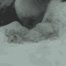 Polar GIF - Polar Bear Snow Winter GIFs