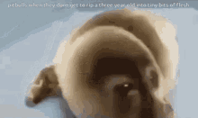 a picture of a dog with the caption pit bulls when they dont get to rip a three year old