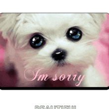 Im Sorry Sorry GIF - Im Sorry Sorry Puppy Eyes GIFs