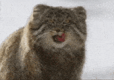 a close up of a cat with its tongue hanging out and looking at the camera .