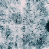 an aerial view of a snowy forest with a few trees visible