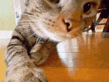 a close up of a cat looking at something