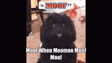 Moof Moofy GIF - Moof Moofy Moomoo GIFs