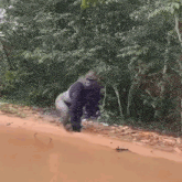 Treyreloaded Gorilla GIF - Treyreloaded Gorilla Monkey GIFs