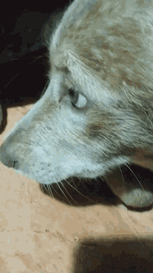 a close up of a cat 's face with its eyes closed