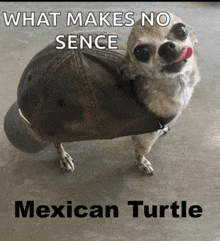 Dog Mexican Turtle GIF - Dog Mexican Turtle Chihuahua GIFs