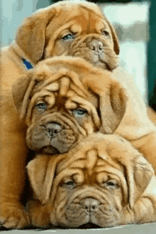 Mastiff Puppies GIF - Mastiff Puppies GIFs