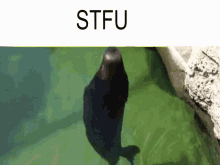 Stfu Seal GIF
