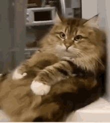 Cats Cute Animals GIF - Cats Cute Animals Happy Pets GIFs
