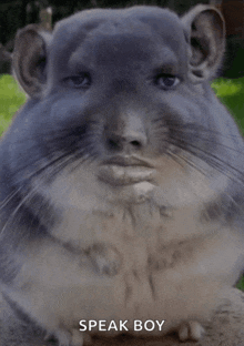 a chinchilla with a man 's face on its face and the words speak boy below it