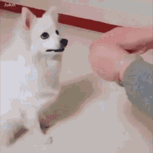 What Up Cute Dog GIF - What Up Cute Dog Trick GIFs