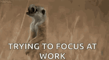Trying To Focus At Work GIF - Trying To Focus At Work Cute GIFs