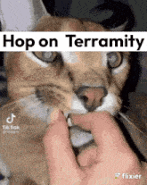 a close up of a cat being held by a person with the caption hop on terramity