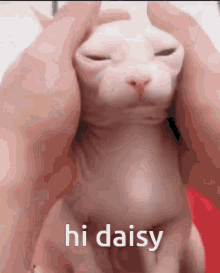 Daisy Daisycord GIF