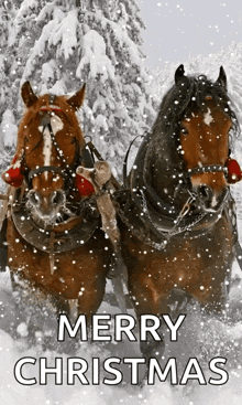 Horse Christmas GIF - Horse Christmas Xmas GIFs