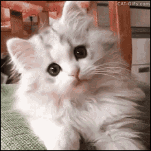 Cat Kitty GIF - Cat Kitty Kitten GIFs