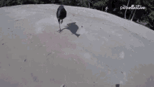 The Squawking Dead Run Up GIF