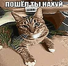 a cat is laying on a bed with a scarf around its neck and looking at the camera .