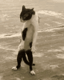 Cat Dancing GIF - Cat Dancing Dance GIFs