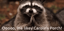 Funny Animals Carole Porch GIF - Funny Animals Carole Porch Raccoon GIFs
