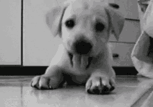 Dog Puppy GIF - Dog Puppy Play GIFs