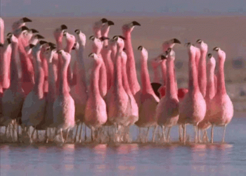 Flamingo Group GIF - Flamingo Group Bird GIFs